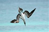 Blue-footed Booby